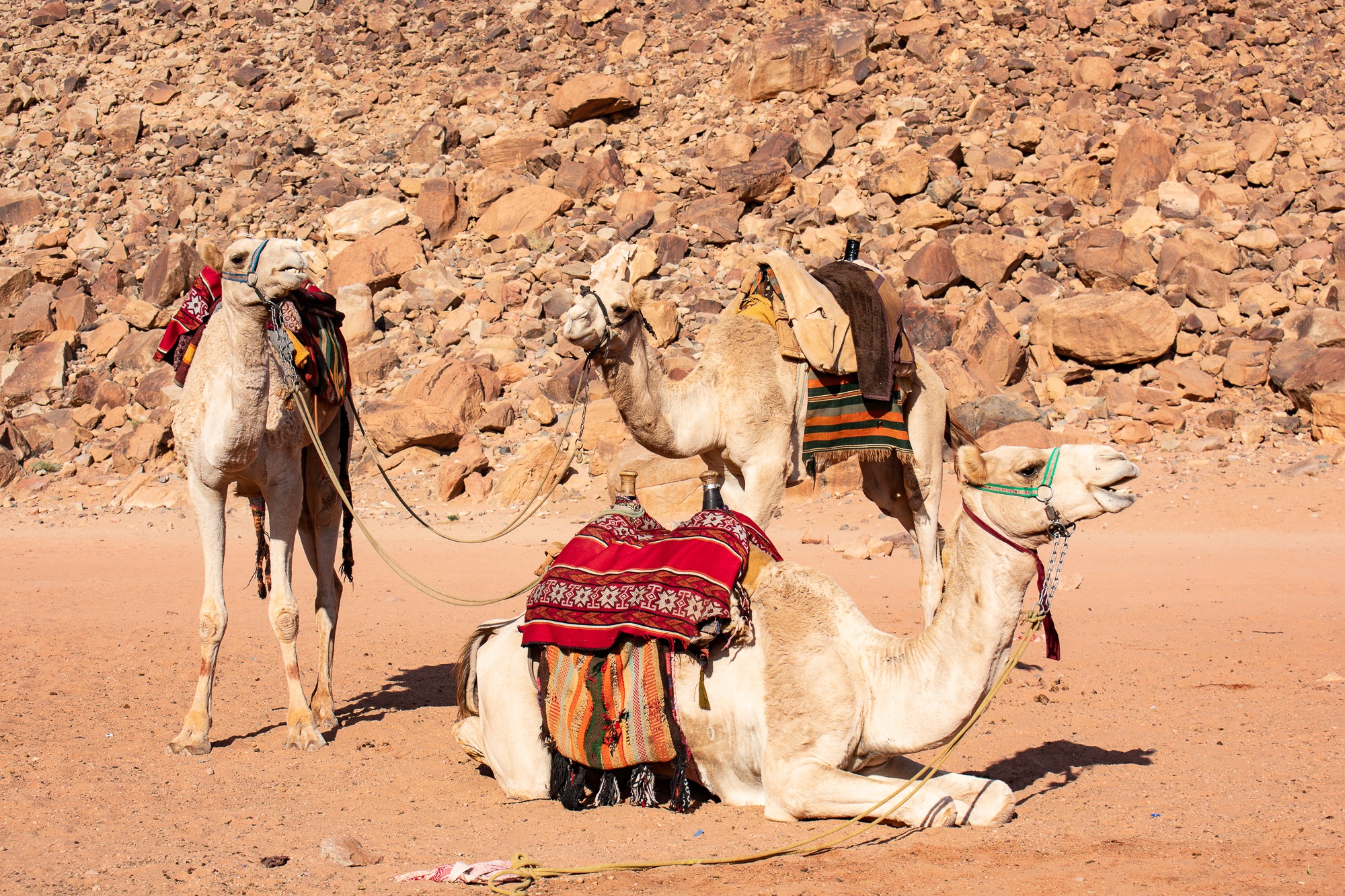 bedouin tours
